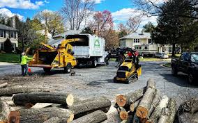 Professional Tree Removal and Landscaping Services in Harrisburg, IL